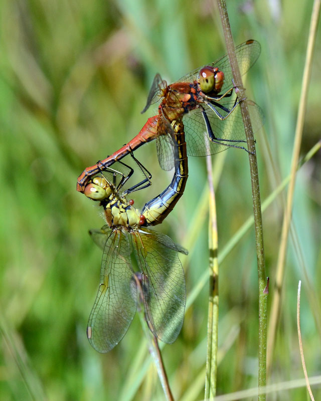 Coppia da determinare
